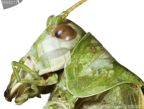 Image of Locust Head Cutout