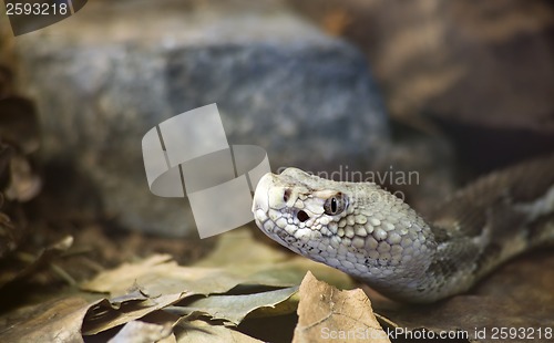 Image of Timber Rattlesnake