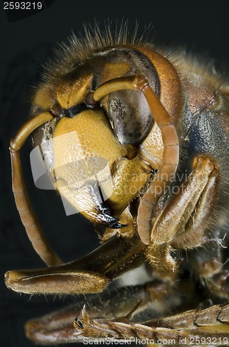 Image of European Hornet