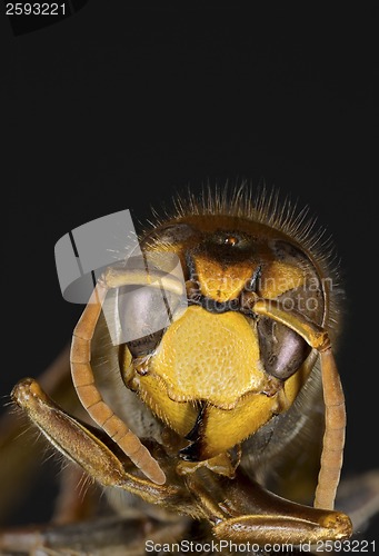 Image of European Hornet