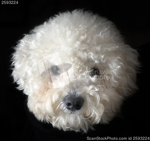 Image of Bichon frise dog