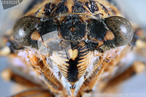 Image of Cicada Head Close Up