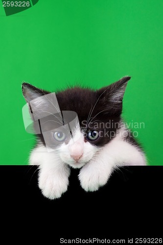 Image of Small Domestic Cat Cutout