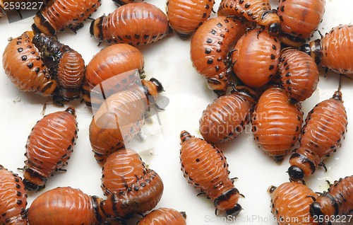 Image of Potato Beetle Larva