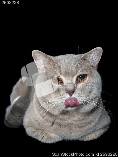 Image of Loll Tongue of Mocking Gray British Cat