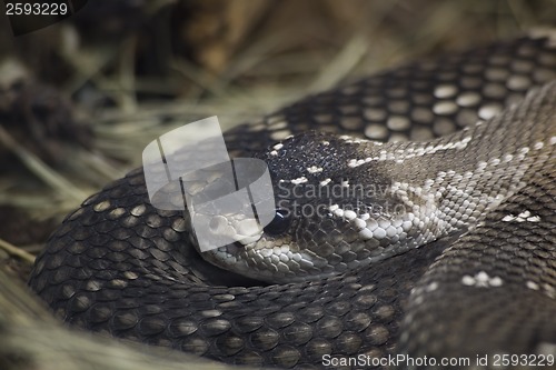 Image of Mexican Black Tailed Rattlesnake