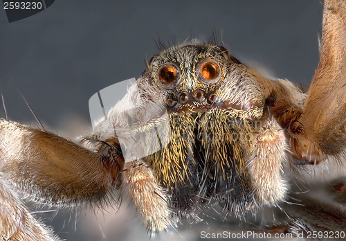 Image of Wolf Spider