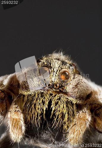 Image of Wolf Spider Cutout