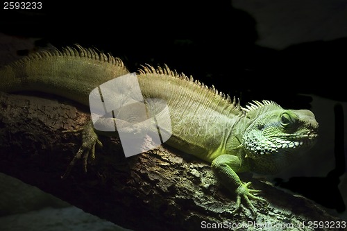 Image of Green Iguana