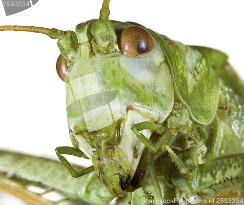 Image of Cricket Head