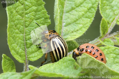 Image of Colorado Potato Beetle