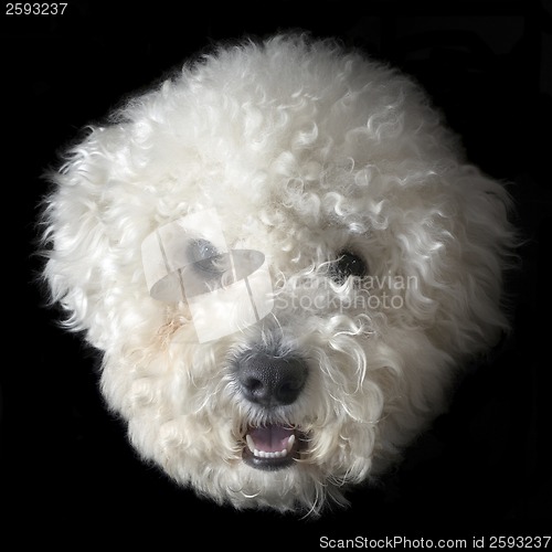 Image of Bichon frise dog