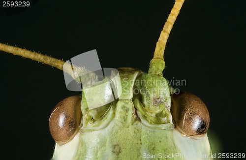 Image of Green Cricket Head