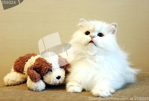 Image of White cat and toy dog