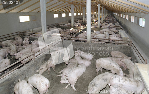 Image of Pig farm