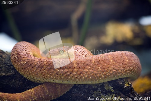 Image of Green Bush Viper