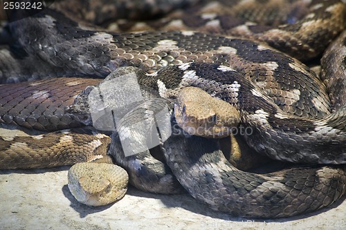 Image of Macedonian Horned Viper