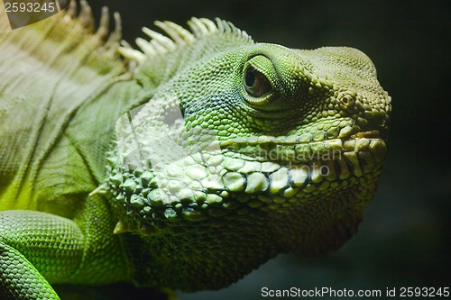 Image of Green Iguana