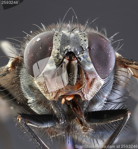 Image of Housefly Macro