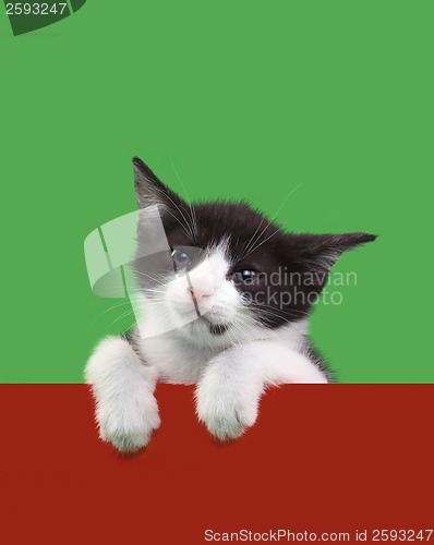 Image of Black and White Domestic Cat Cutout