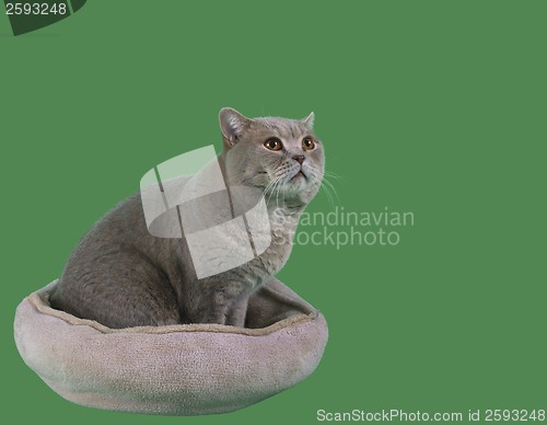 Image of Cat in the Catnap Cutout