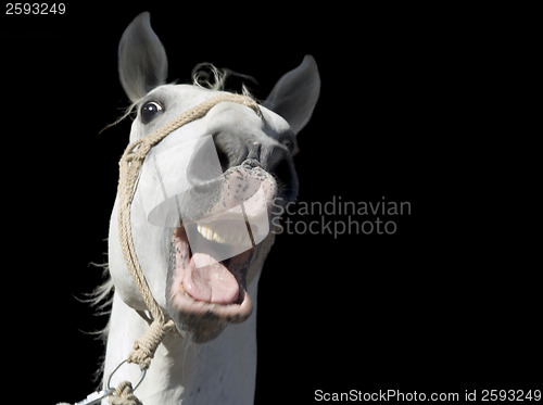 Image of Crazy White Horse Cutout