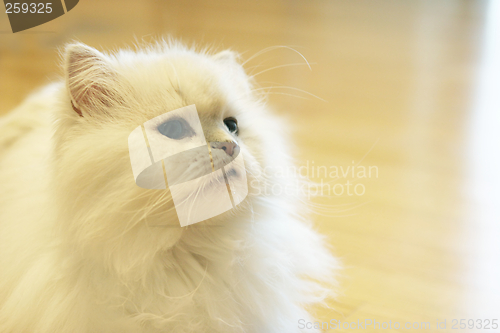 Image of Cat