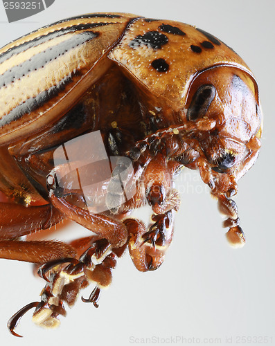 Image of Colorado Beetle Macro