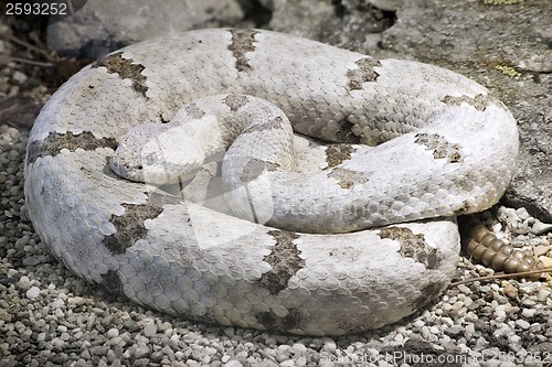 Image of Tamaulipan Rock Rattlesnake