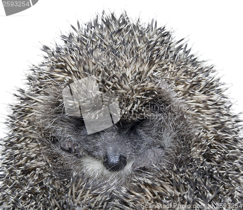 Image of Dreamy Hedgehog