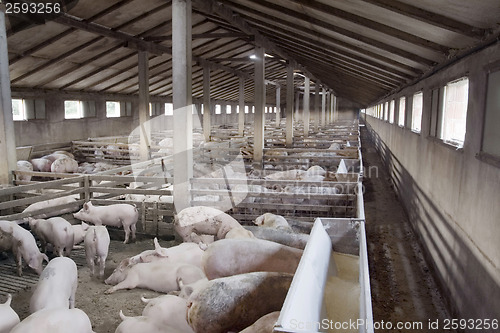 Image of Pig Farm