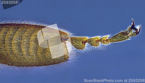 Image of Bee leg