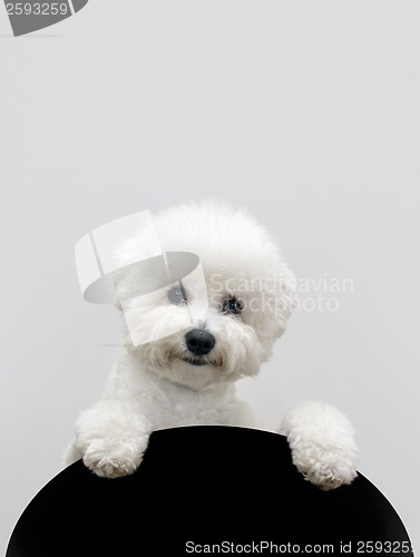 Image of Bichon dog