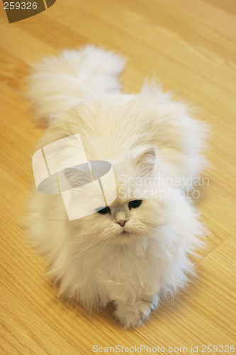 Image of Cat