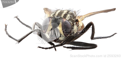 Image of Housefly Macro Close up Cutout