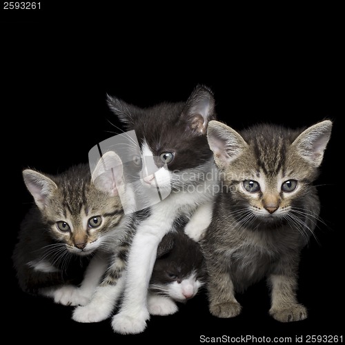 Image of Four Young Cats