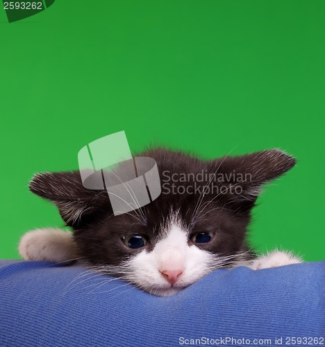 Image of Gremlin Cat Cut Out