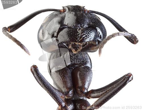 Image of Black Garden Ant Cutout