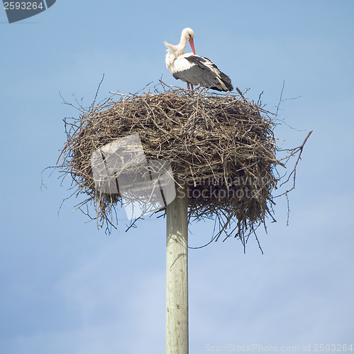Image of Stork in the nest