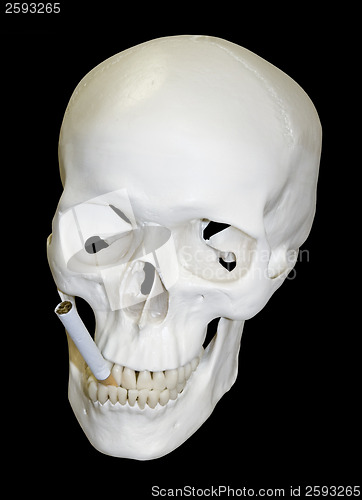 Image of Skull