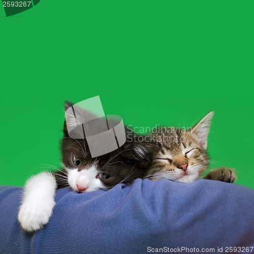 Image of Two Domestic Cats