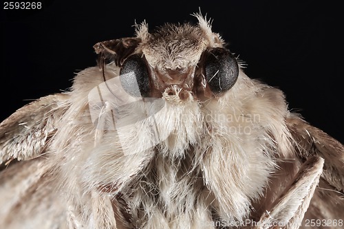 Image of Butterfly Moth