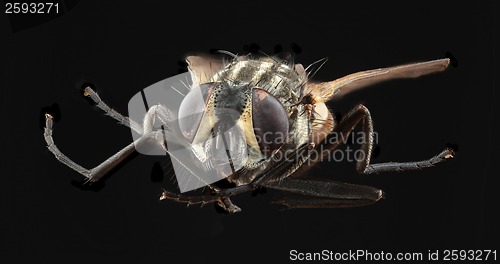 Image of Housefly Cutout