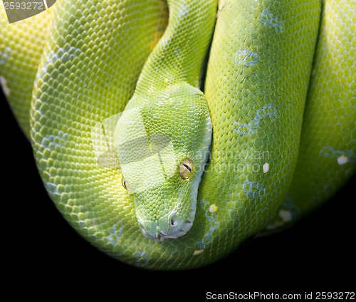 Image of Green Tree Python