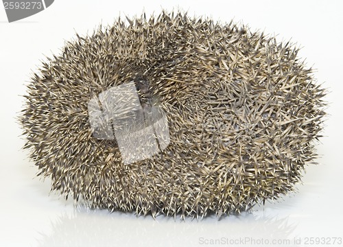 Image of Hedgehog, Erinaceus Europaeus