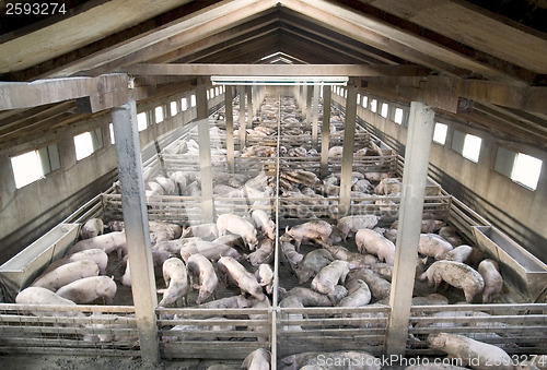 Image of Pigs