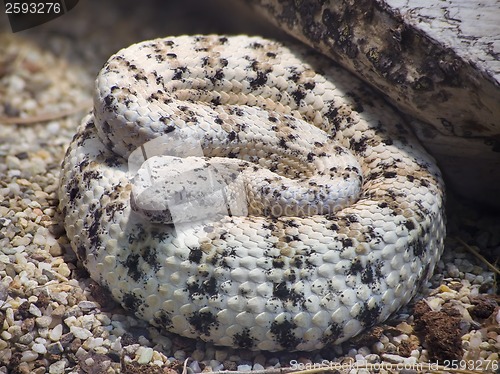 Image of Southwestern Speckled Rattlesnake