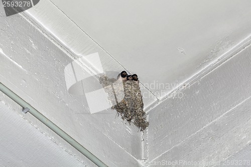 Image of Swallow Feeding Nestling