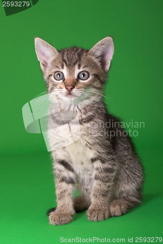 Image of Tabby Cat