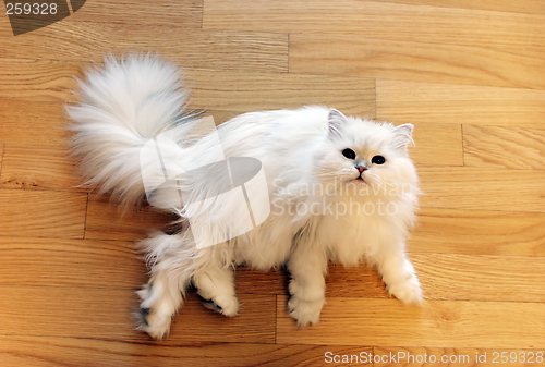 Image of Cat